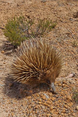 166 Kangaroo Island, echidna.jpg